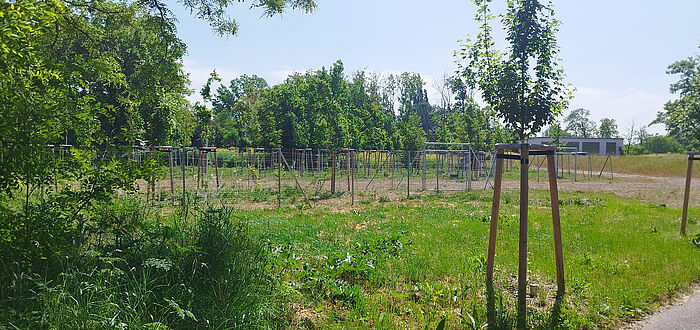Einzelbaum-Bepflanzung und mehrreihige Beflanzung im Hintergrund, HWS-Gebäude im Hintergrund