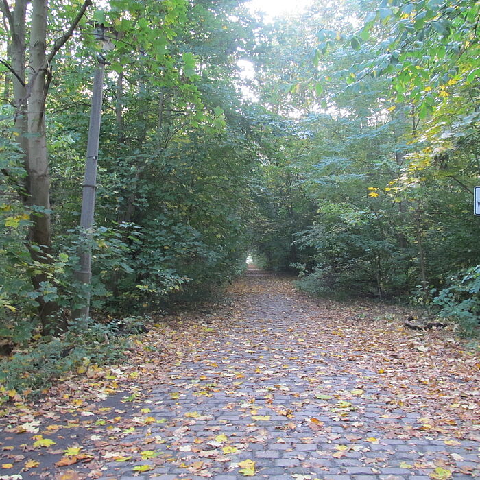 Weg gesäumt von vielen Bäumen und Sträuchern, Herbstlaub